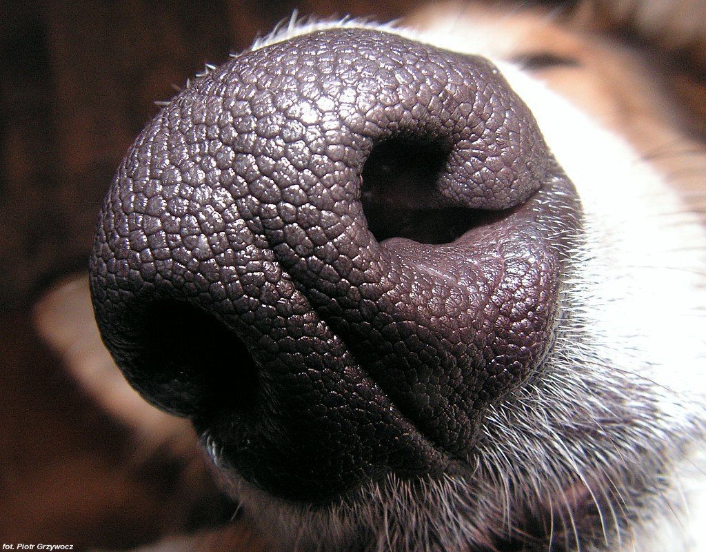 Can Dogs Smell Cancer In Other Dogs