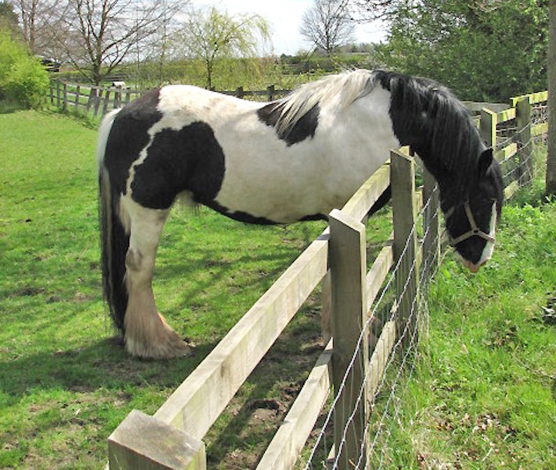 How to Build a Horse Fence: A Step by Step Guide