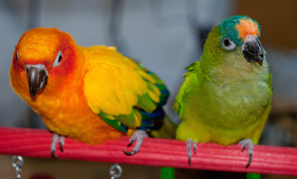 Types of Conures: A Guide to 10 Popular Choices of Pet Conure Parrots