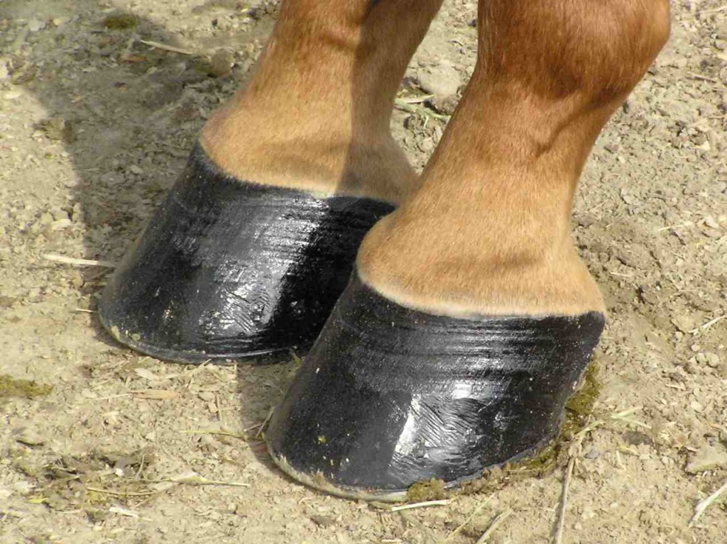 Healthy Hoof: Understanding Equine Hoof Care