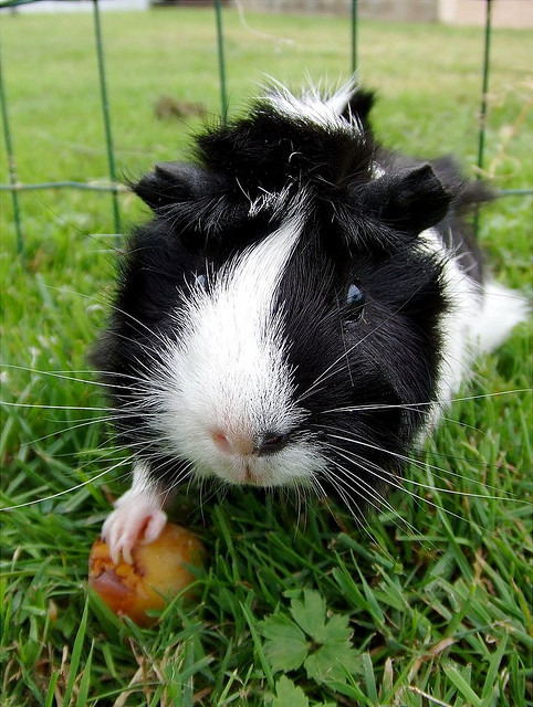 What is the Best Hay for Guinea Pigs?